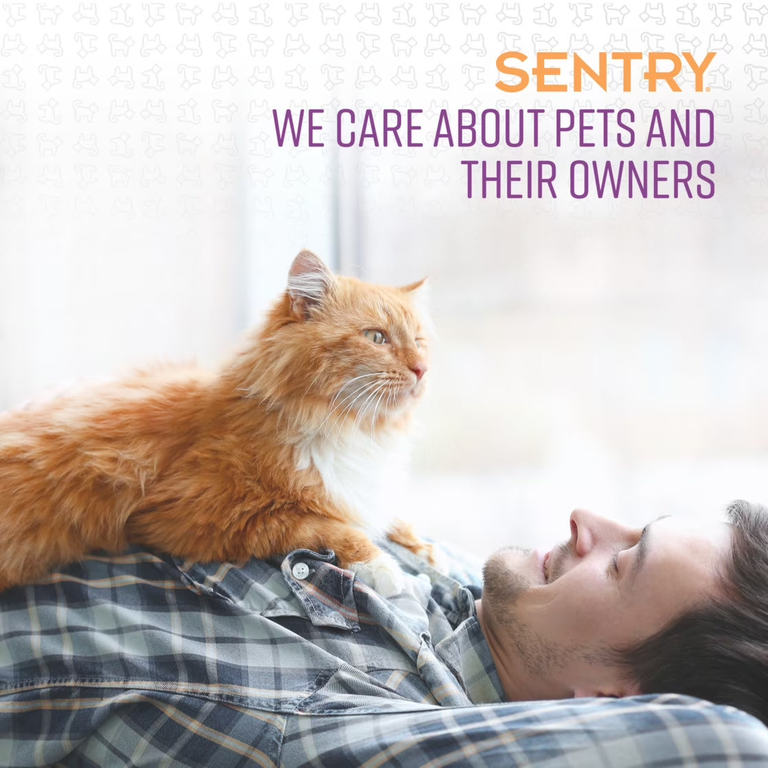 Calming Collar for Cats and Kittens, One 30-Day Release Collar